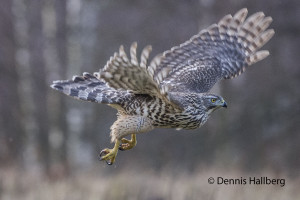 Flygande duvhök