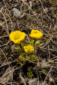 Polarsmörblomma